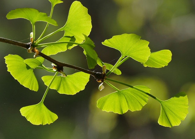 Gingko